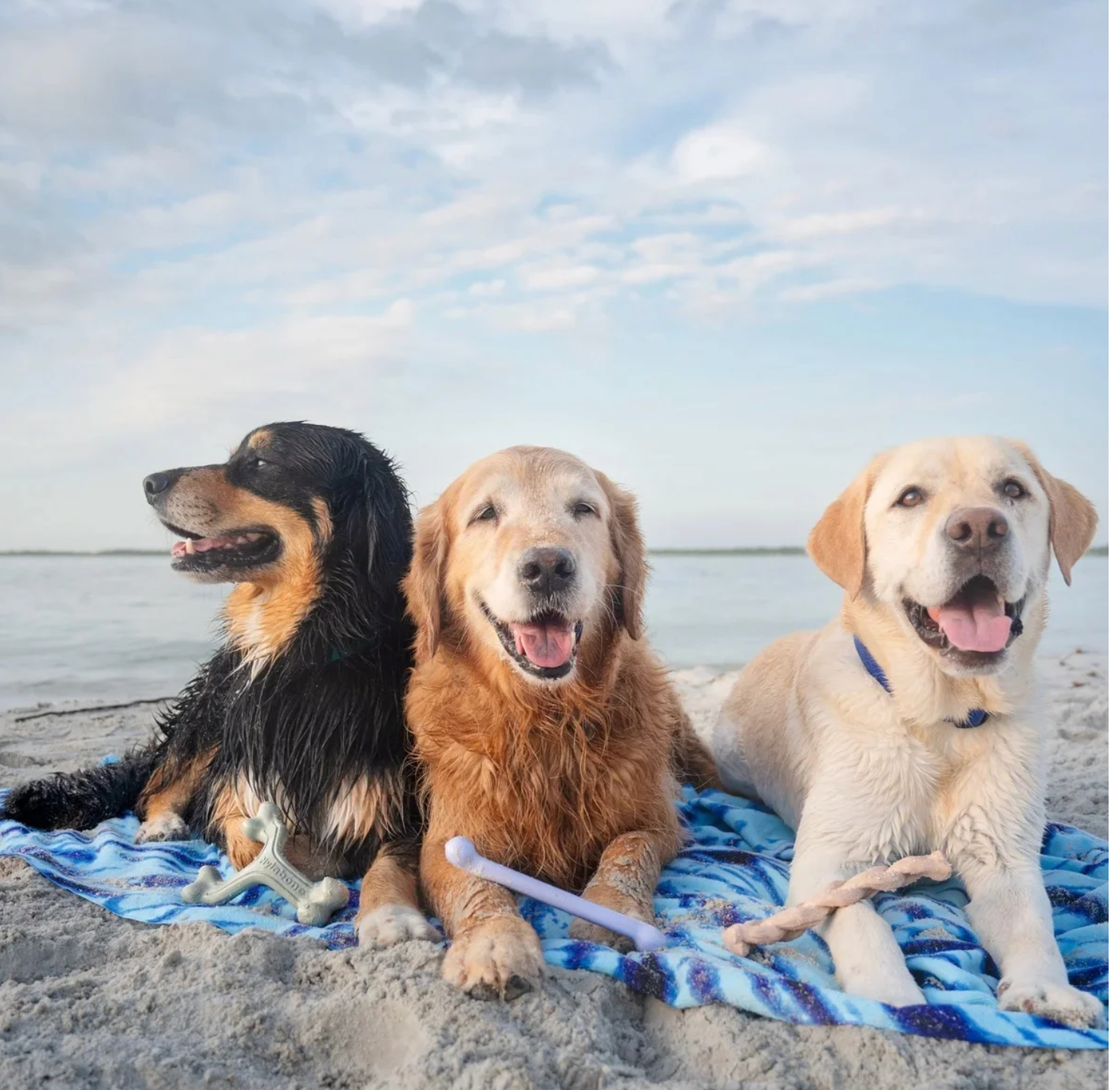 Collection: Ocean DogToy