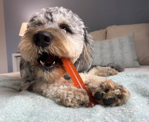 Collection: Fun and Flexi Dog