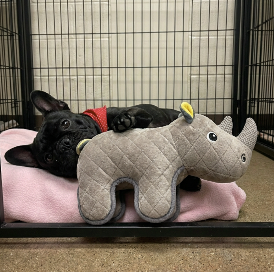 Collection: Zeus Safari