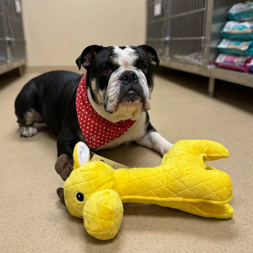 Zeus Number #4 :Giraffe Dog Toy, Yellow