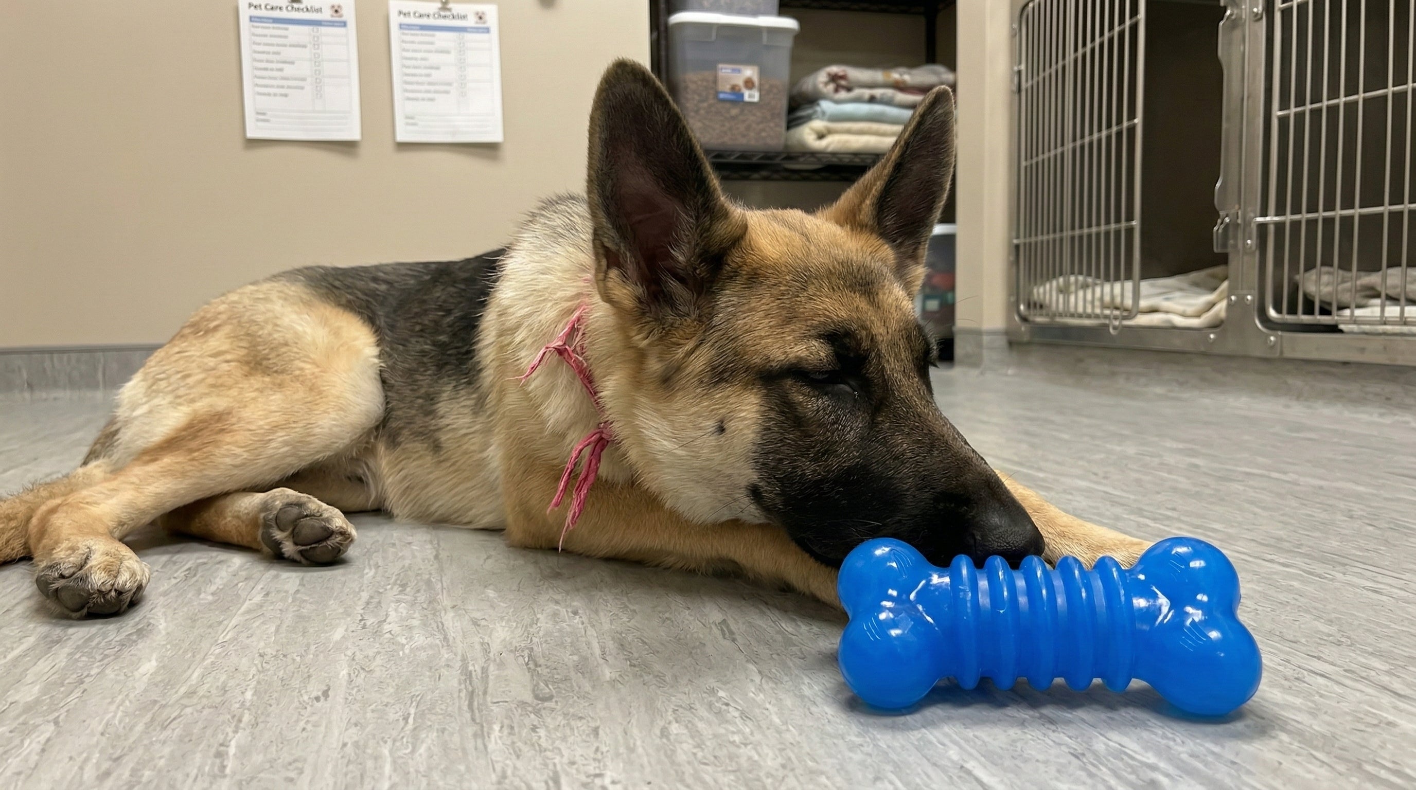 Chill Number #1: Freezable Chill’n Chew Treat Toy