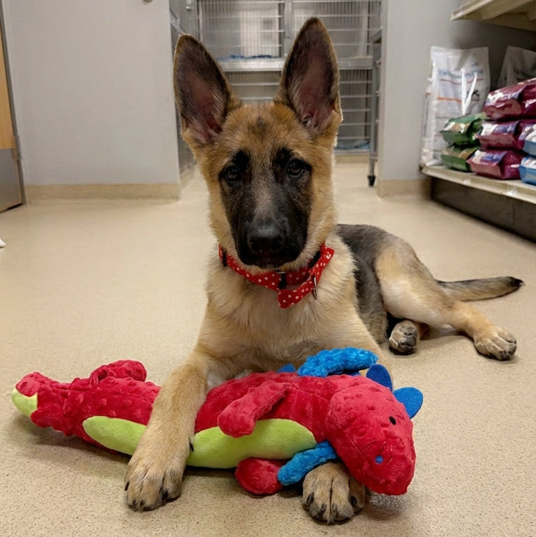 Animal Number #2, Red Dragon