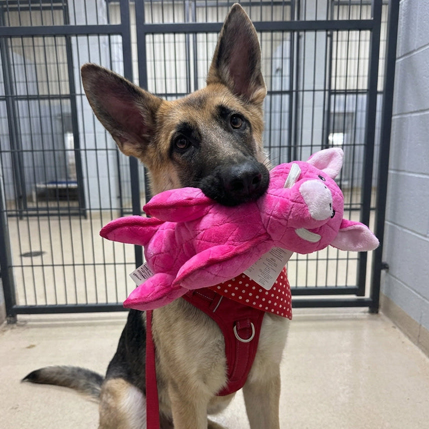 Zeus Number #3:  Boar Dog Toy, Pink