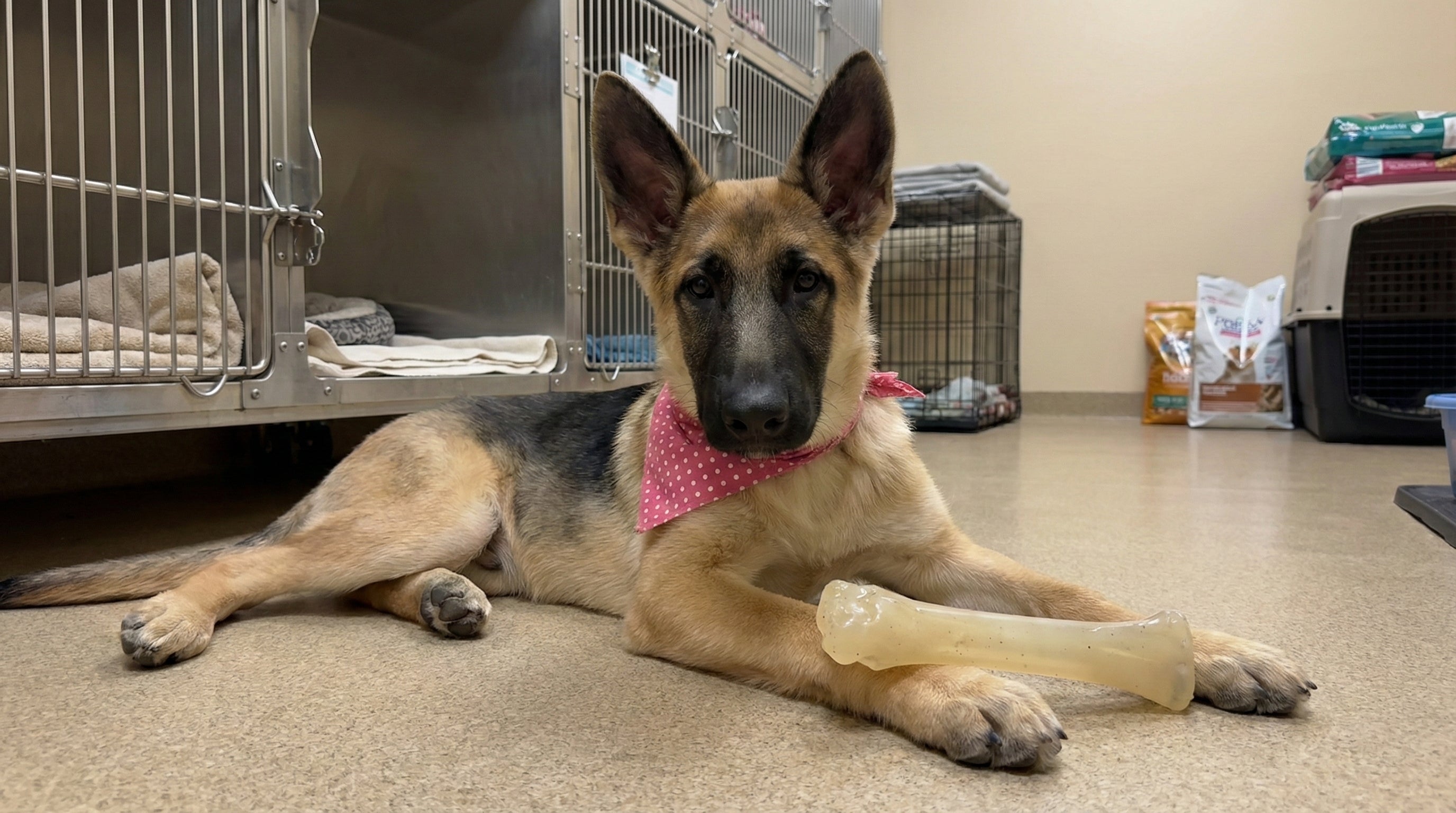 Chill Number #2: Chicken Flavored Knuckle Bone