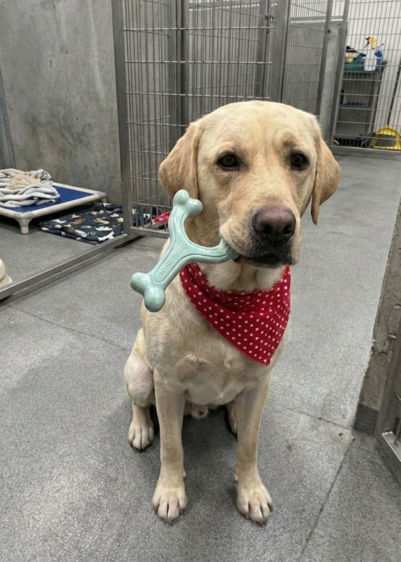 Ocean Number #3 - Y - wishbone - Comfort hold, Arched Design- Bacon Flavored