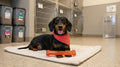 Chill Number #3: Original Bacon Flavored Bone