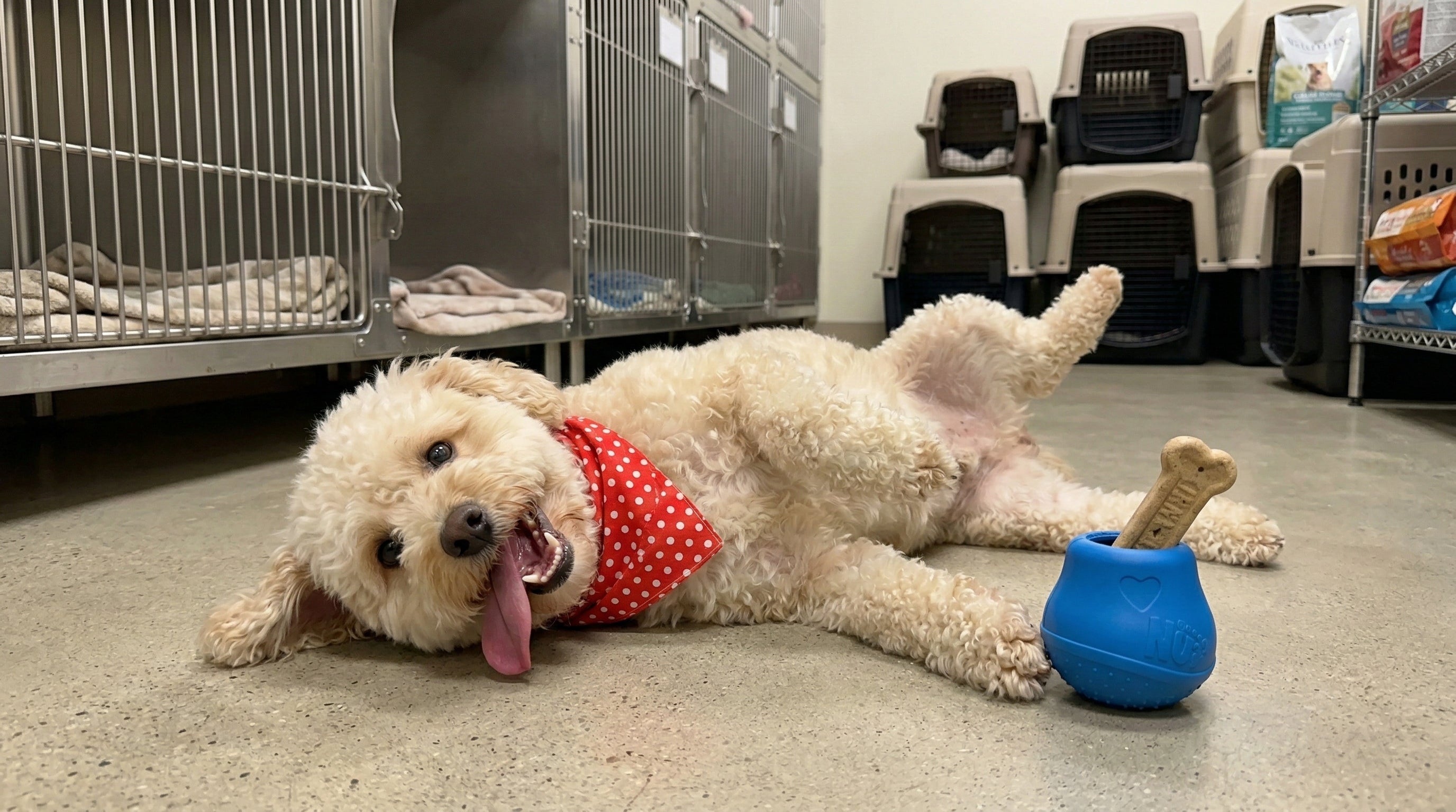Treat Number #2: Drum Stick Treat Toy