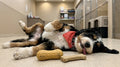 Treat Number #1: Peanut Fill’n Freeze Toy