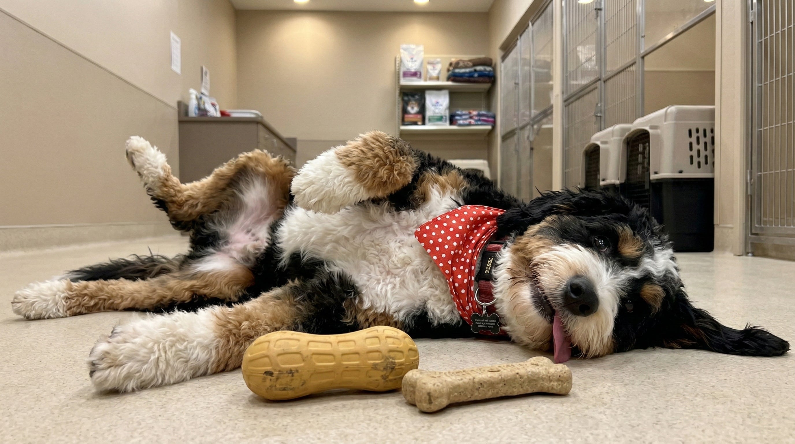 Treat Number #1: Peanut Fill’n Freeze Toy