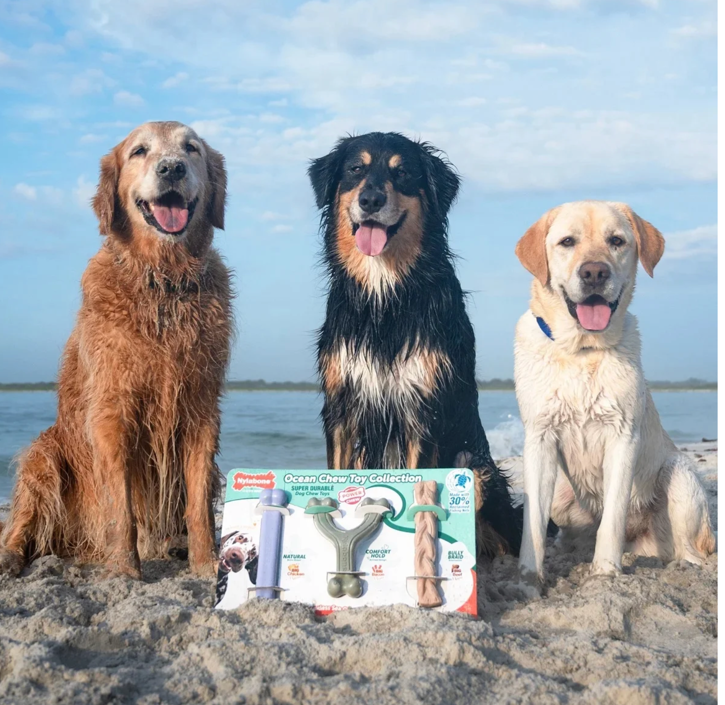 Ocean Dog Collection Number #1, 3 Count