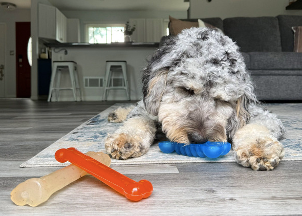 Fun and Flexi Dog Collection Number #2, 3 counts