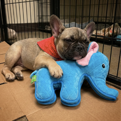 Zeus Number #1:  Elephant Dog Toy, Blue