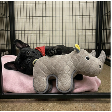 Zeus Number #2: Rhino Dog Toy, Gray