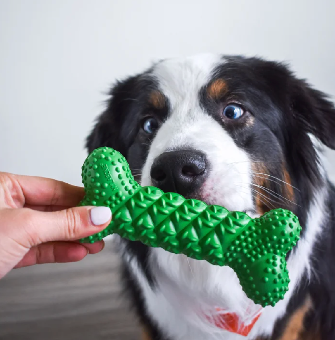 Treat Number #3: Dental Braid Bone