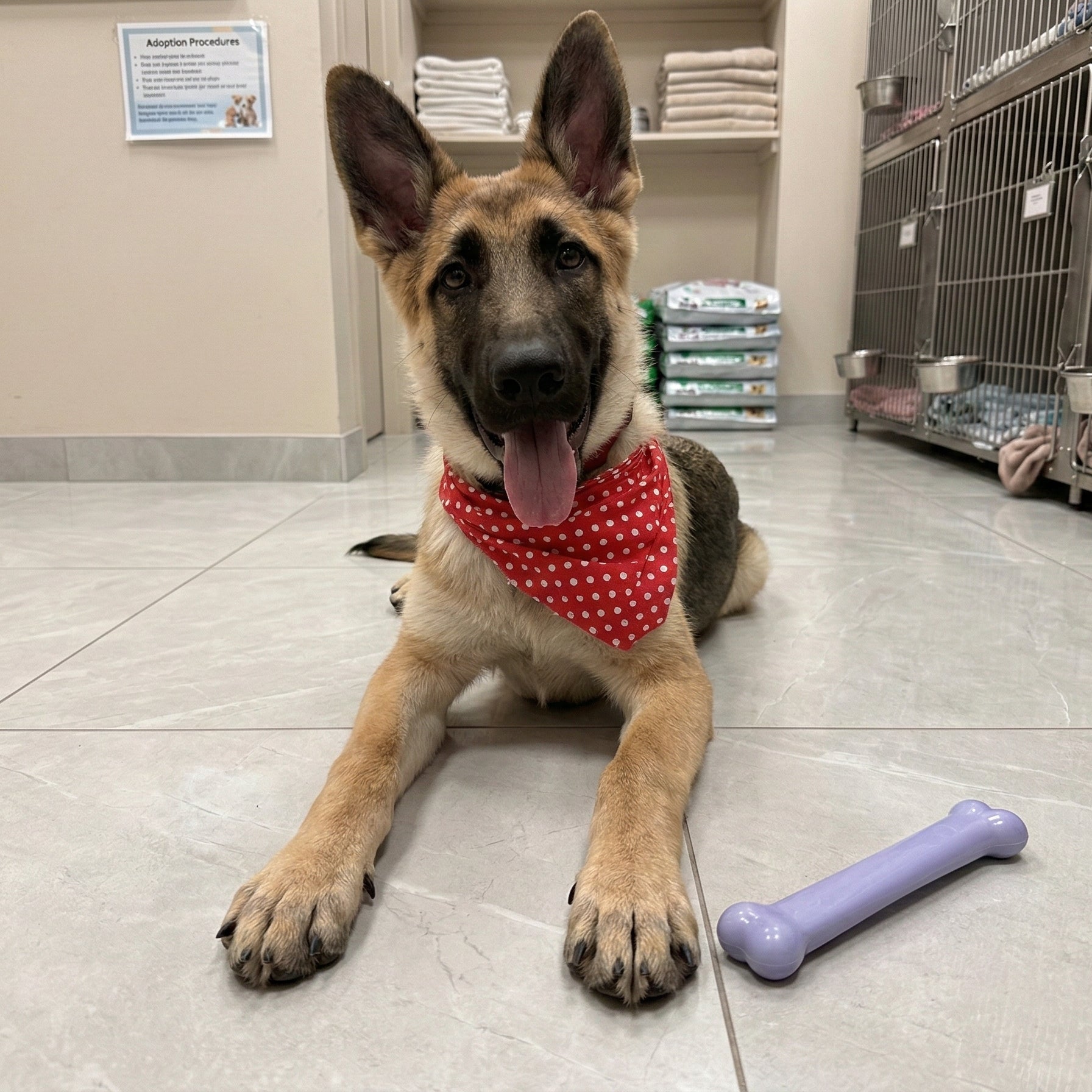 Ocean Number #1, Big Chicken Flavored, Natural Bone Shape