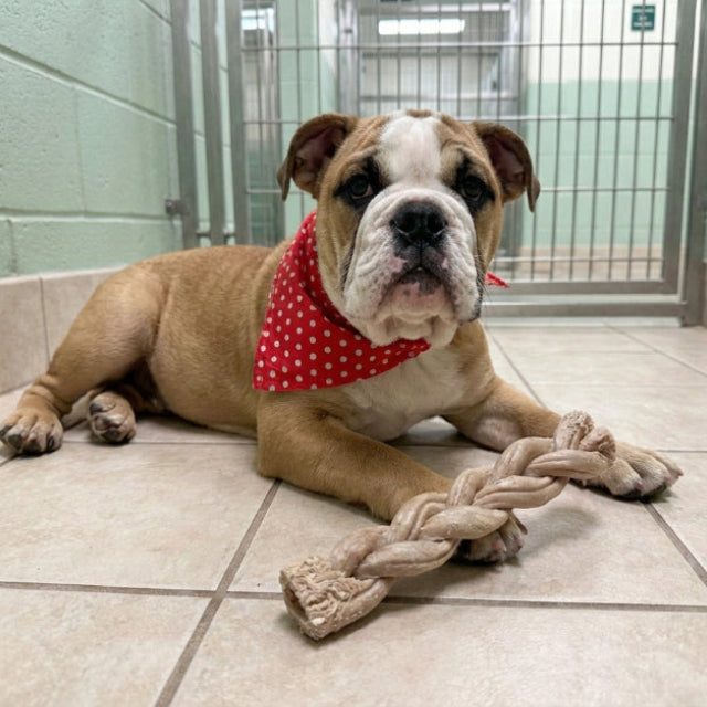 Ocean Number #2- Big Beef Flavor- Bully Braid