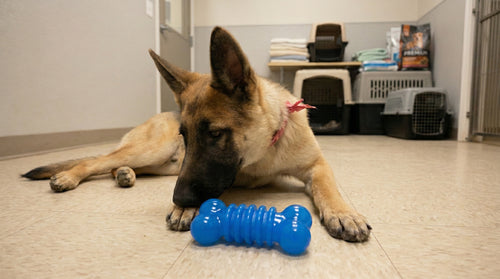 Chill Number #1: Freezable Chill’n Chew Treat Toy