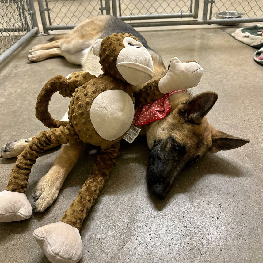 Animal Number #4, Brown Monkey