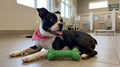 Treat Number #3: Dental Braid Bone