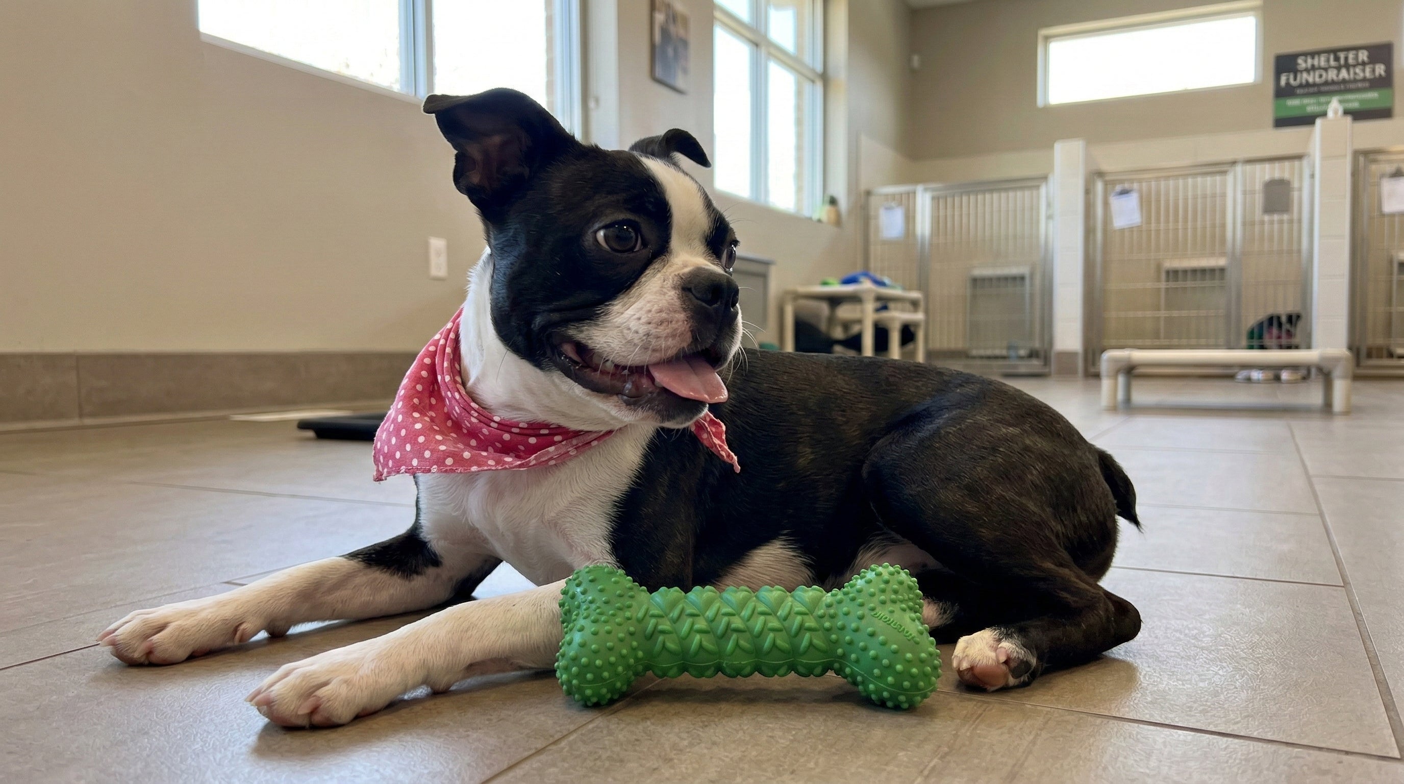 Treat Number #3: Dental Braid Bone