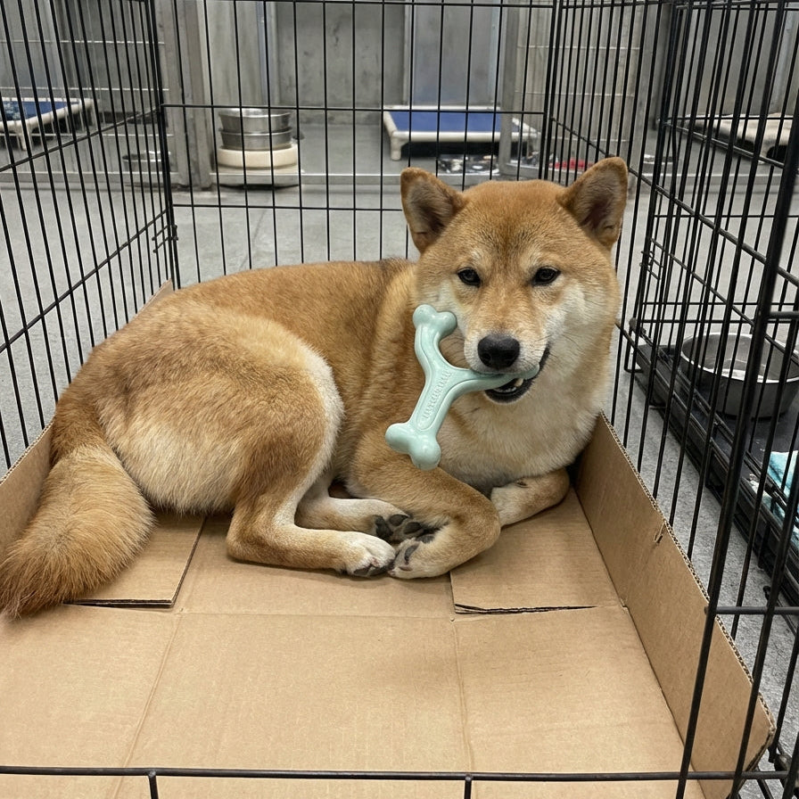 Ocean Number #3 - Y - wishbone - Comfort hold, Arched Design- Bacon Flavored